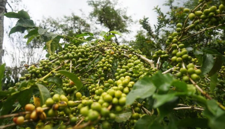 Sejarah Kopi Cianjur di Jaman Kolonial: Sistem Cultuurstelsel
