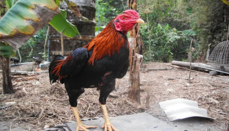 Merawat Ayam Bangkok Muda Agar Menjadi Petarung