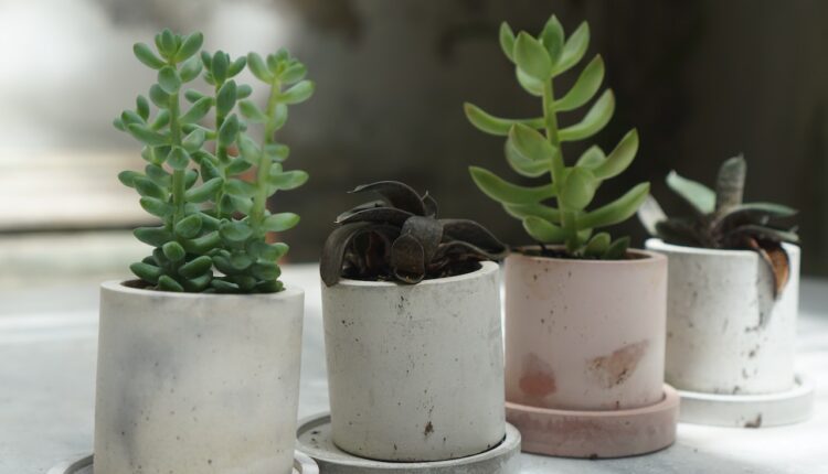 12 Tanaman Obat Langka dari Seluruh Dunia yang Patut Dicoba