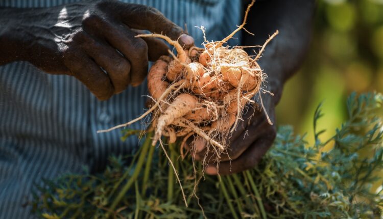 7 Jenis Sayuran Langka dan Cara Mengolahnya dengan Lezat