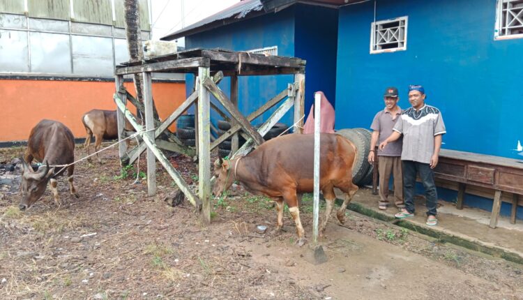 Kurangi Dampak Lingkungan dari Penyembelihan Hewan Qurban