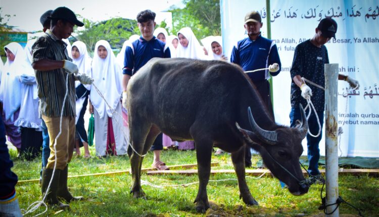 Memahami Hikmah Qurban dalam Konteks Kehidupan