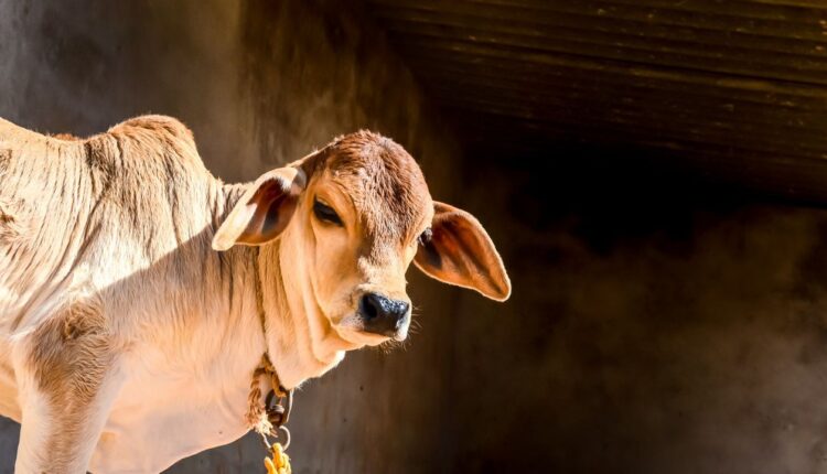 Menghidupkan Kembali Tradisi Qurban Lokal di Era Modern
