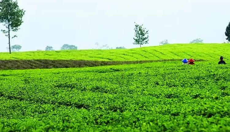 Perkebunan Teh Panyairan, Wisata Murah Dari Cianjur