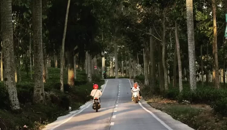 Kebun Teh Tegallega, Wisata Sejuk Favorit Remaja