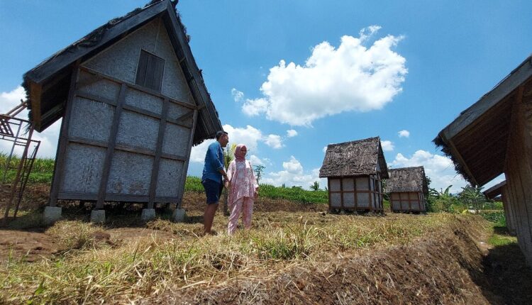Wisata Edukasi dan Pelestarian Budaya Padi Pandanwangi Cianjur