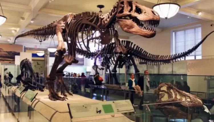 Yuk, Kamu Harus Banget Nih Ke Museum Zoologi Bogor!