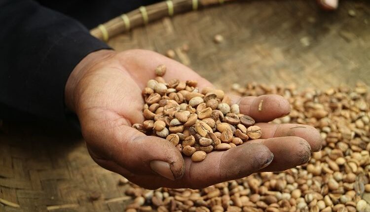 Kejayaan Kopi Cianjur yang Pernah Mendunia