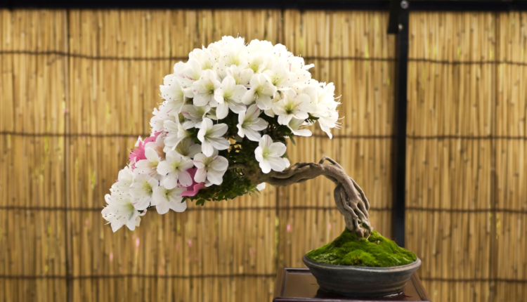 Kekayaan 3 Jenis Bonsai yang Gahar di Cianjur