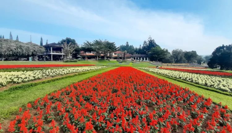 Sejarah Taman Bunga Nusantara, Surga Bunga di Cianjur