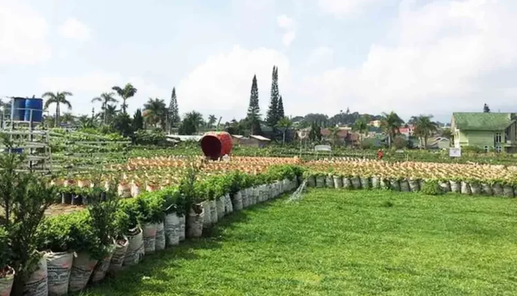 Wisata Petik Strawberry di Puncak Berry Farm, Asyik dan Seru!