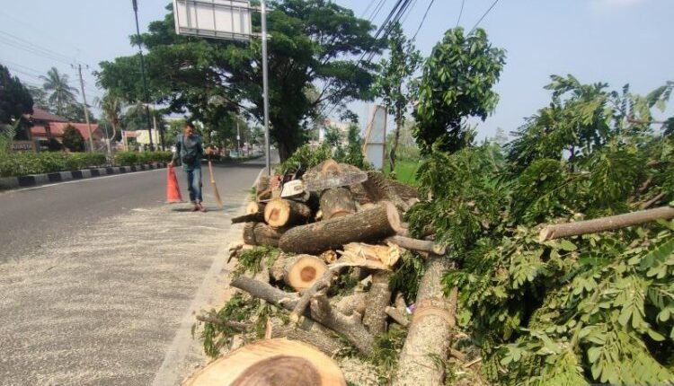 DLH Cianjur Selamatkan 182 Pohon Rawan Tumbang dari Terjangan Angin Kencang