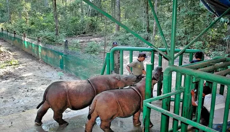 Asyiknya Liburan ke Wisata Kandang Badak di Cipanas Cianjur