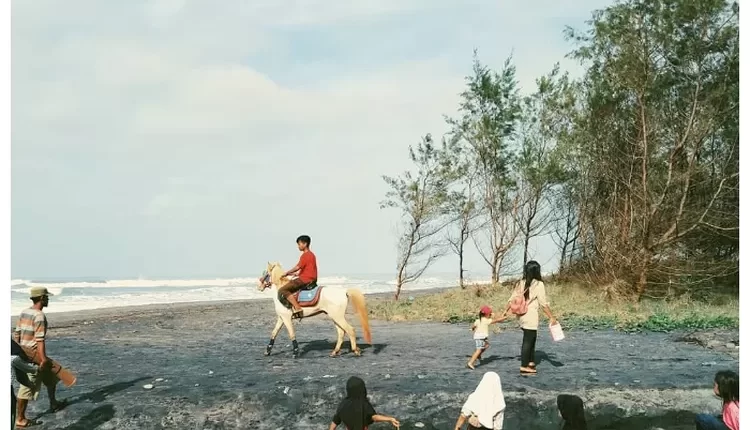 Menikmati Pesona Pantai Cemara Cidaun, Keindahan Alam di Cianjur