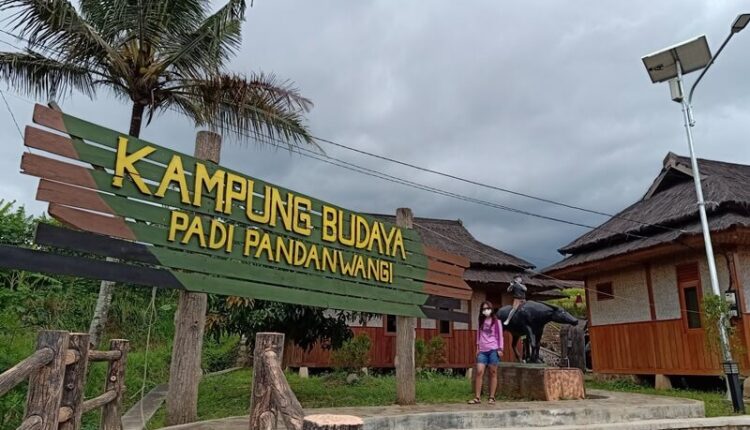 Wisata Kampung Budaya Padi Pandanwangi Cianjur, Menggali Keindahan Alam dan Kearifan Lokal