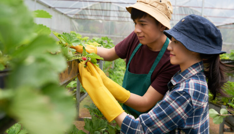 Ini Dia Penyebab Anak Muda Ogah Jadi Petani!
