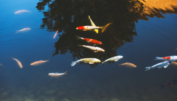 Kokodok Alias Ngobeng Ku Istilah Urang Cianjur