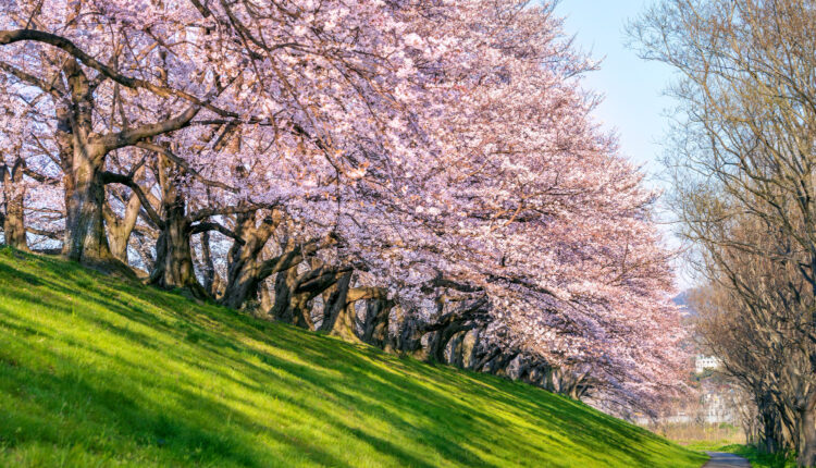 Ke Jepang Gak Perlu Jauh! Cukup Ke Taman Sakura di Cibodas