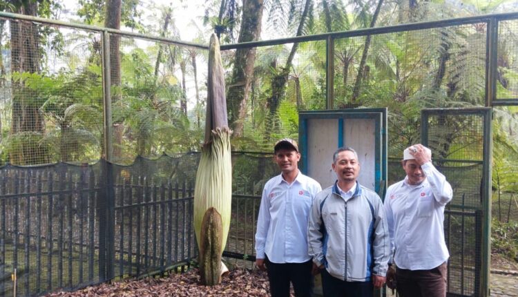 Bunga Bangkai Raksasa Akan Mekar di Kebun Raya Cibodas, Catat Rekor Tinggi Dunia
