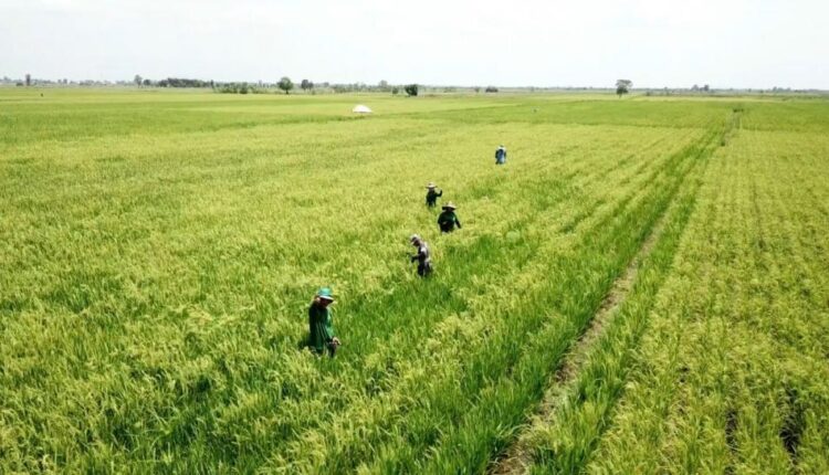 Pemkab Cianjur Berikan Bantuan Tanpa Bunga untuk Meningkatkan Produksi Pertanian Lokal