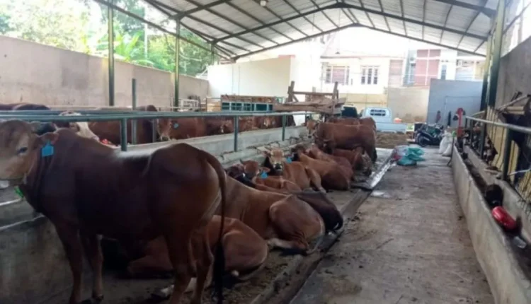 DPKHP Cianjur Bentuk Tim Kesehatan untuk Memastikan Hewan Kurban Sehat