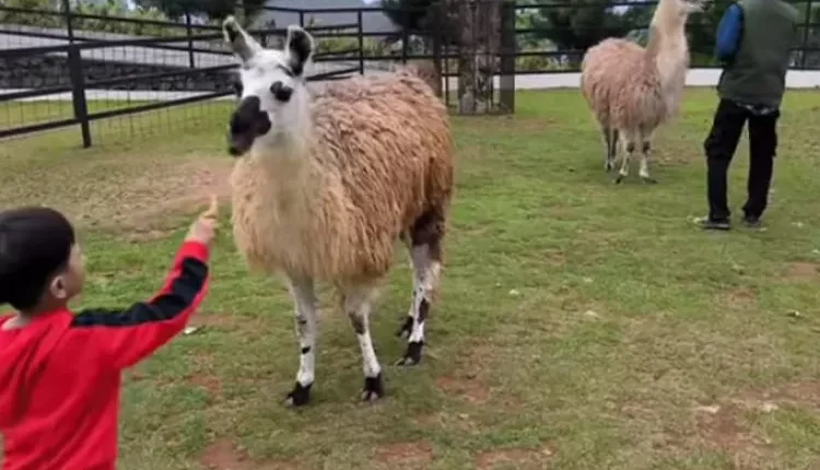 The Nice Fantastic Park, Wisata Keluarga di Cianjur yang Memikat dengan Petualangan Nan Menggairahkan