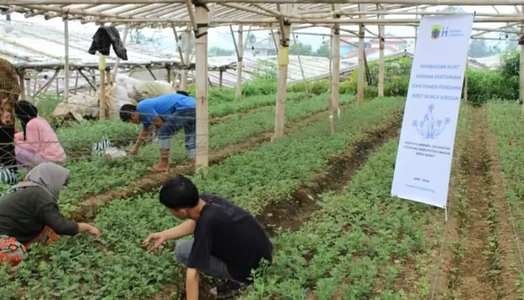 Kebangkitan Petani Krisan di Cianjur, Kolaborasi untuk Masa Depan yang Lebih Baik