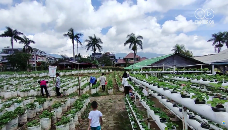 Healing di Alam! Serunya Wisata Petik Strawberry Segar di Cipanas Cianjur