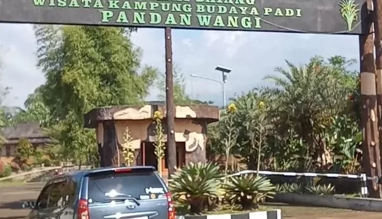 Menjelajahi Keindahan dan Kearifan Lokal di Kampung Budaya Padi Pandanwangi