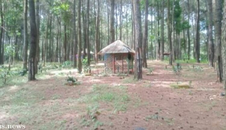 Seru Banget! Ayo ke Wisata Alam Hutan Pinus Patrol Valley di Cianjur