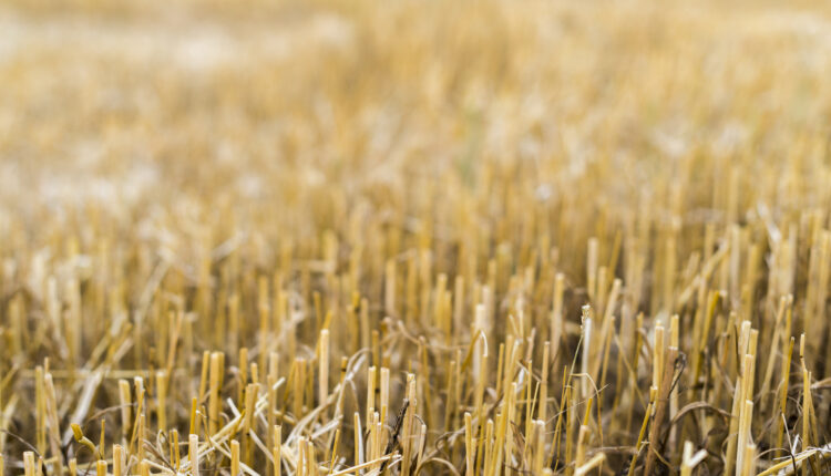 Kekeringan Ancam Lahan Sawah Di Kabupaten Cianjur