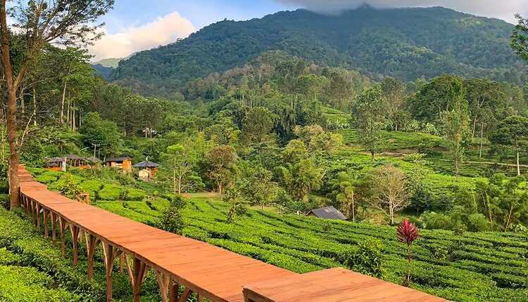Perkebunan Teh Gunung Mas: Surga Hijau di Puncak