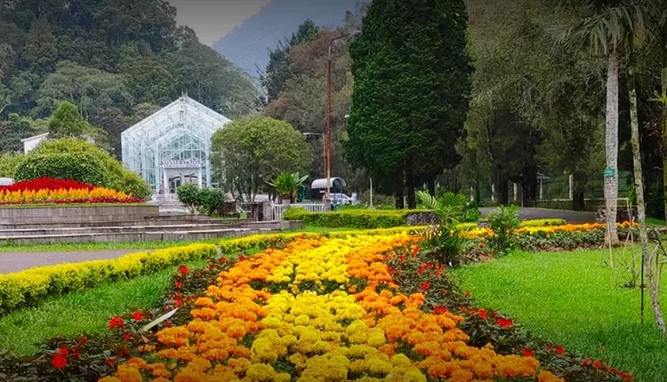 Taman Rhododendron Cibodas: Permata Gunung yang Memukau