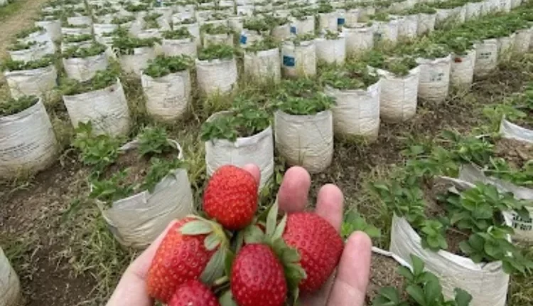 Wisata Petik Strawberry di Cipanas, Liburan Seru Sambil Panen Buah Segar
