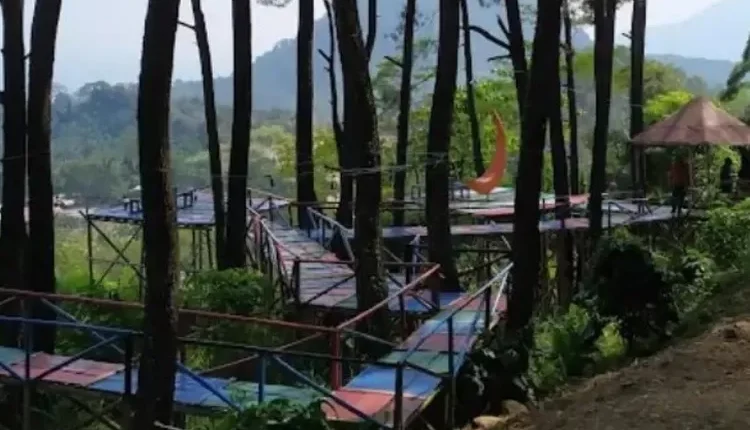 Wisata Puncak Pinus Cikalongkulon, Tempat Liburan Alam yang Menyegarkan