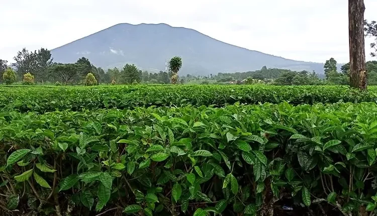 Wisata Seru di Perkebunan Teh Gedeh Cianjur, Temukan Keunikan Masjid dengan Tempat Wudhu Antik